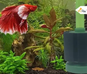 aquarium sponge filters