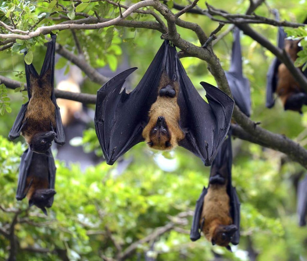 bats as pets