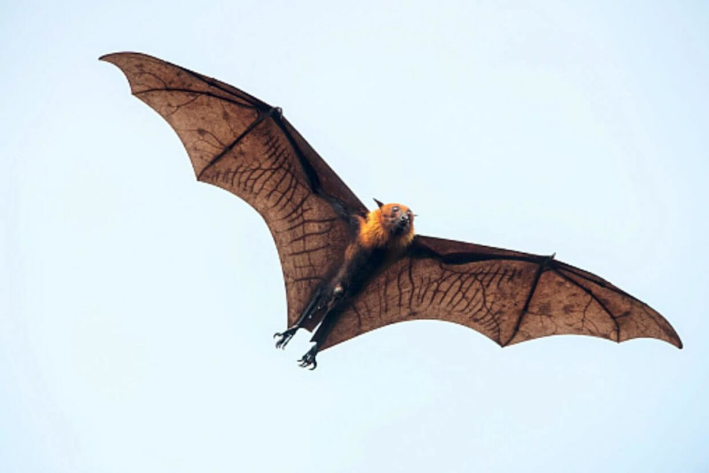 Can You Keep Bats As Pets At Your Home | Pets Nurturing