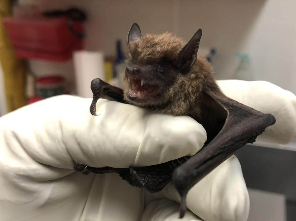 Bats As Pets: Can Keep Them At Pets Nurturing