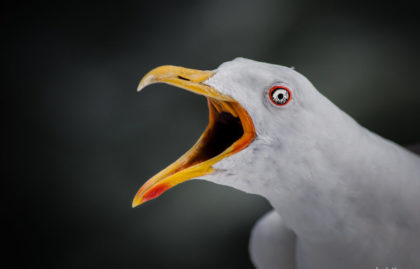 Why Bird Screaming And Steps To Reduce It | Pets Nurturing