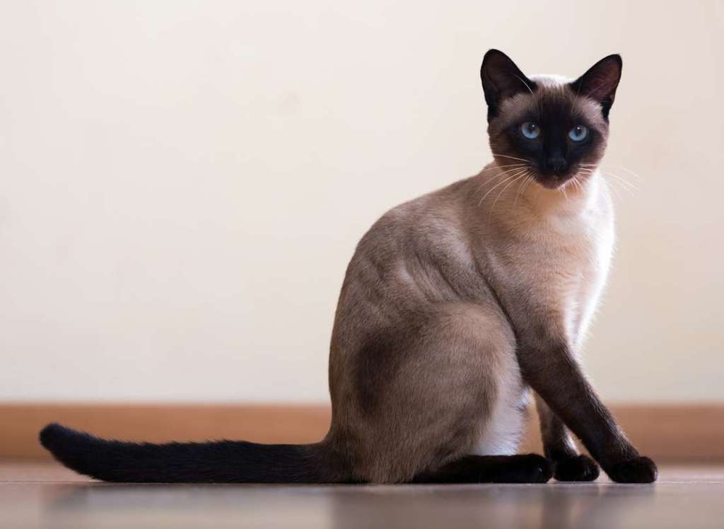 cats with big ears: Siamese Cats