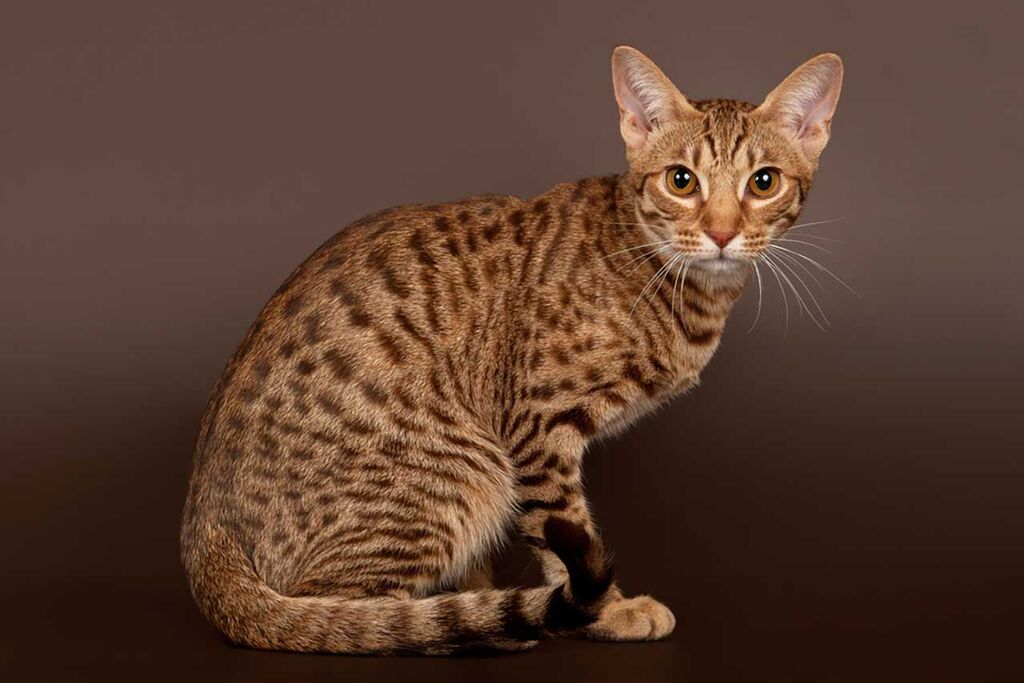 cats with big ears: Ocicat
