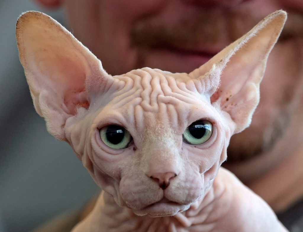 cats with big ears: Sphynx