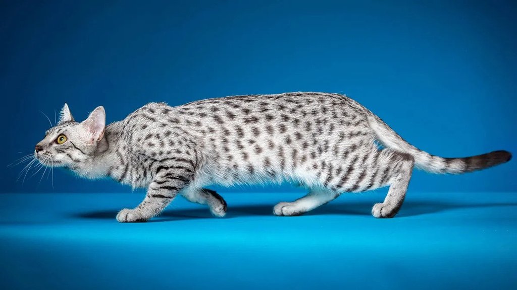 cats with big ears: Egyptian Mau