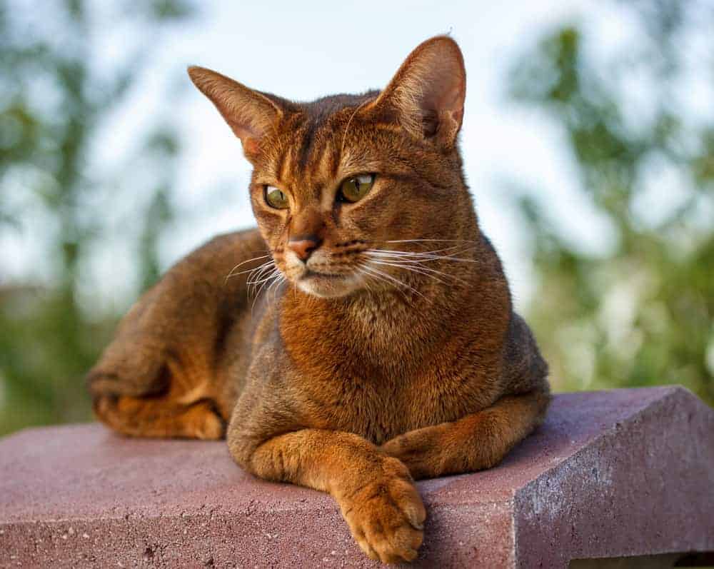 Highland Lynx Cat