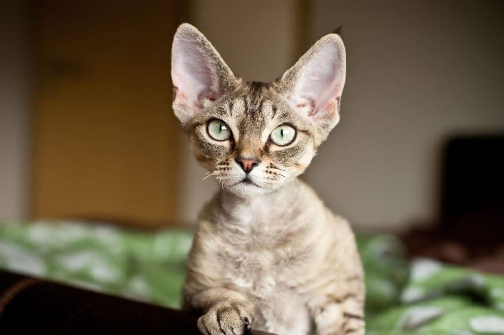 cat breed with huge ears