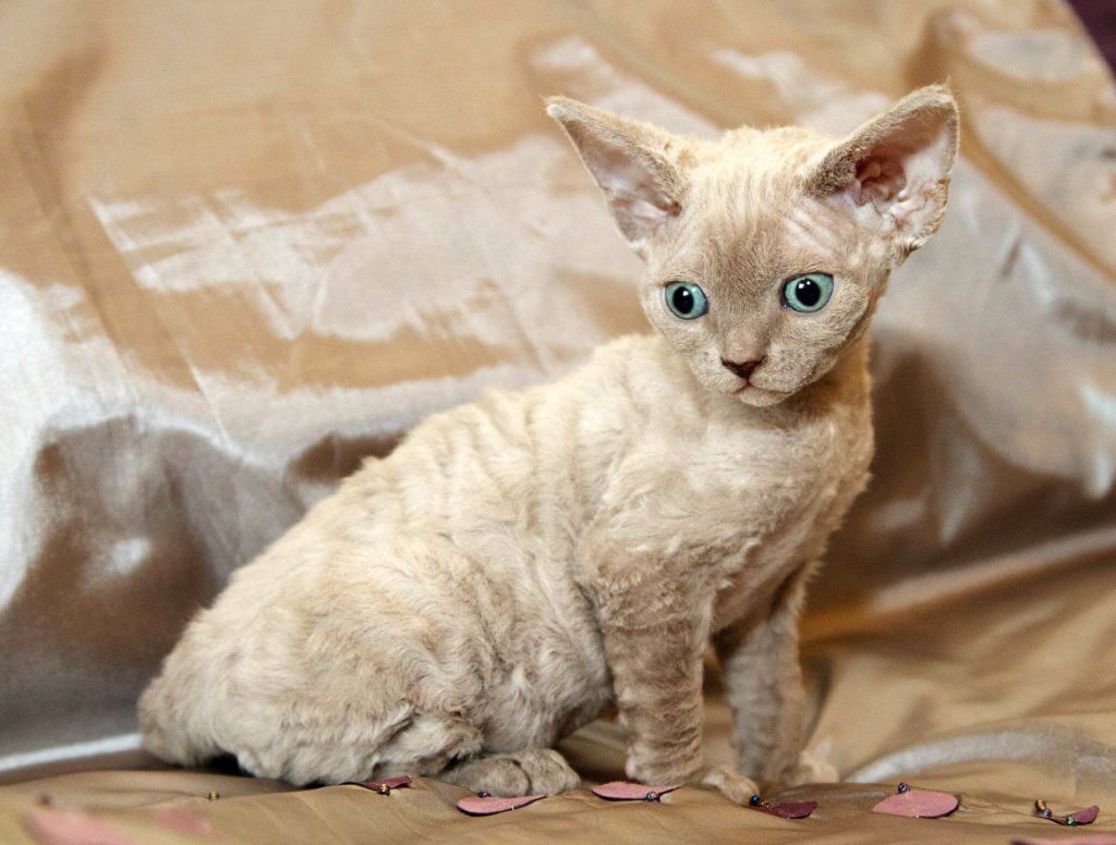  Cats  With Big  Ears  9 Types That Are Undeniably Adorable 