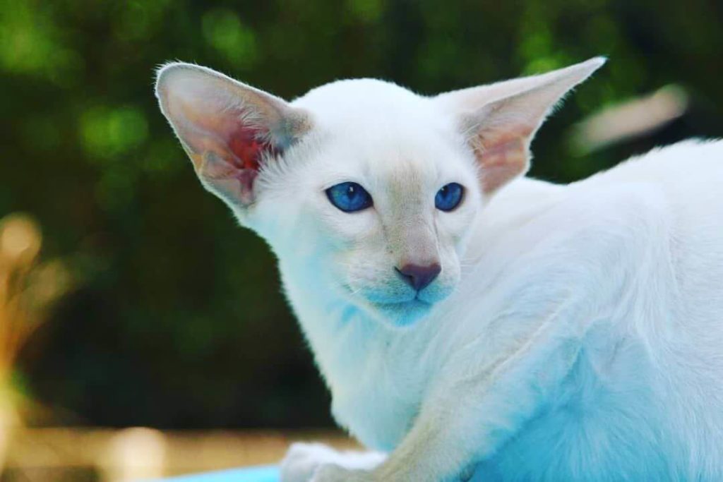 cats with big ears: Oriental