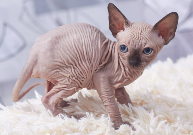 Best Cats with Big Ears That You'll Love | Pets Nurturing