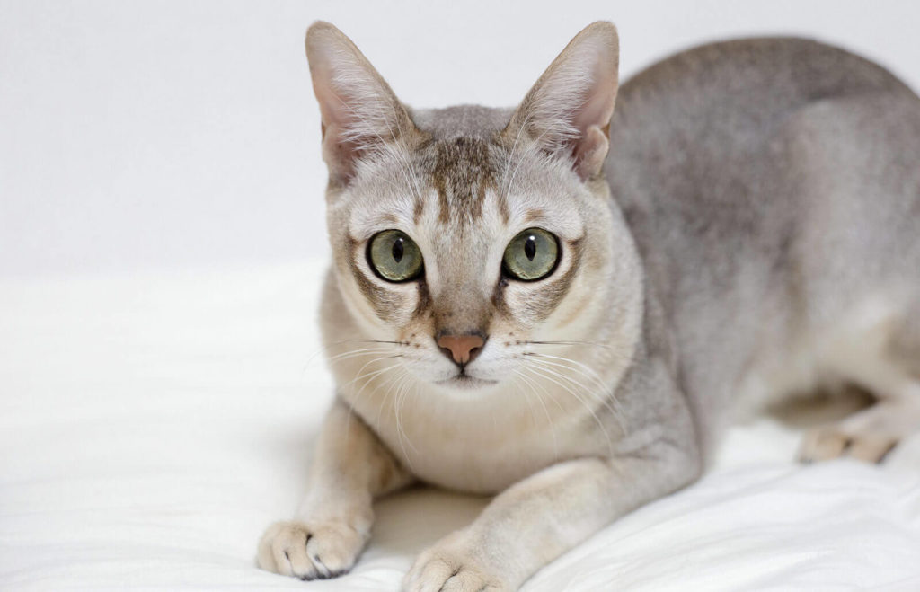 Best Cats with Big Ears That You'll Love | Pets Nurturing