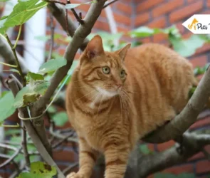 mange in cat