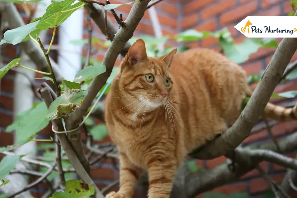 mange in cat