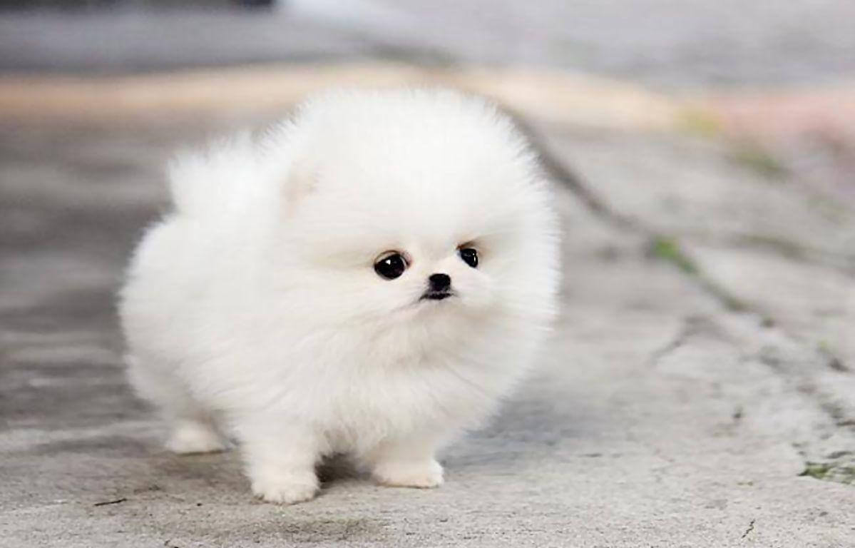 6 Cute Teacup Dogs for Tiny Canine Lovers Pets Nurturing