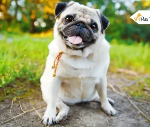 Ataxia In Dog
