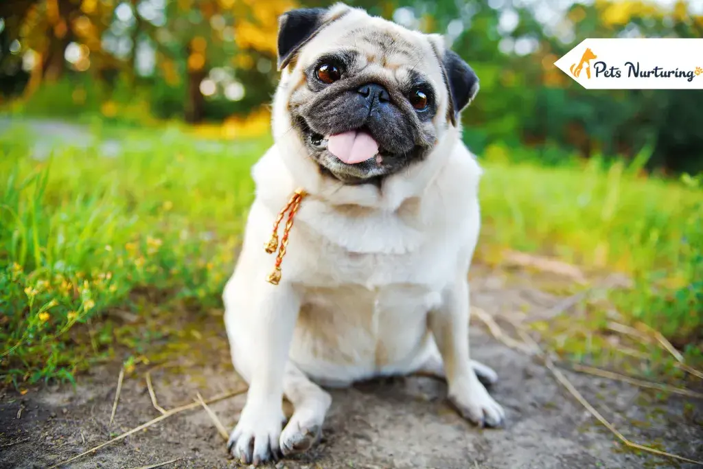 Ataxia In Dog
