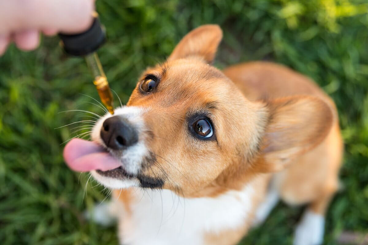 Get List Of The Benefits Of CBD Dog Treats Pets Nurturing