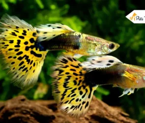 Guppy