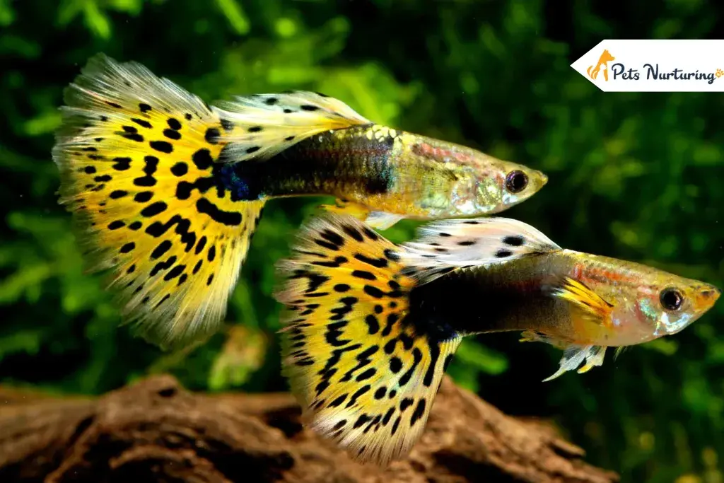 Guppy