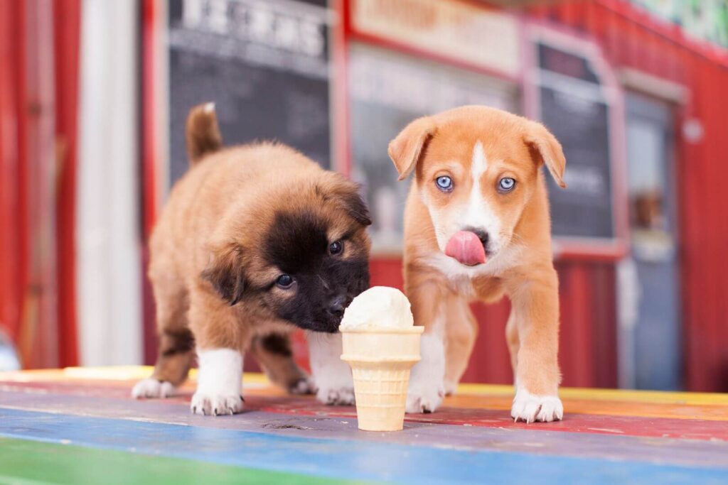 can dogs eat ice cream