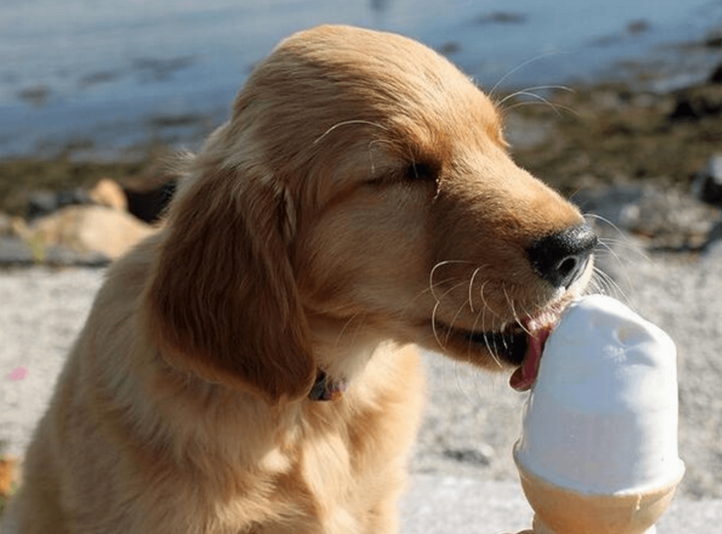 Can Dogs Eat Ice cream? Is It Safe To Consume | Pets Nurturing