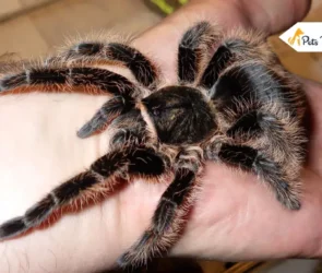 curly hair tarantulas