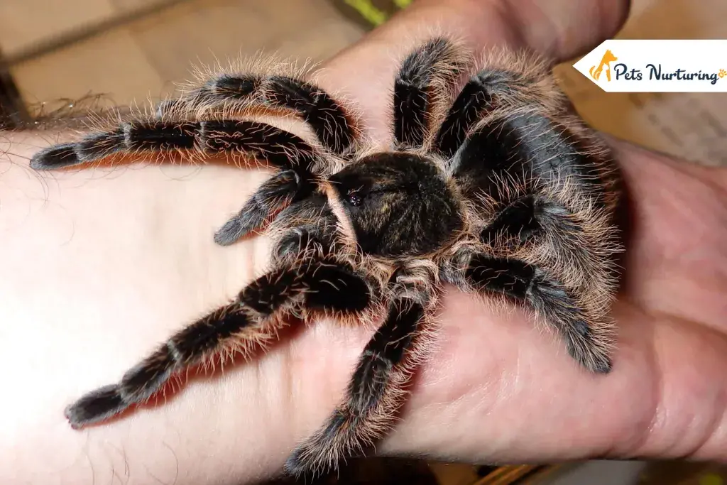 curly hair tarantulas