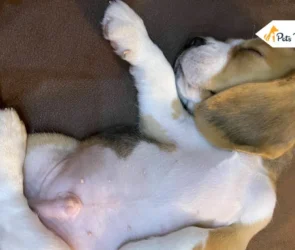 dog belly buttons