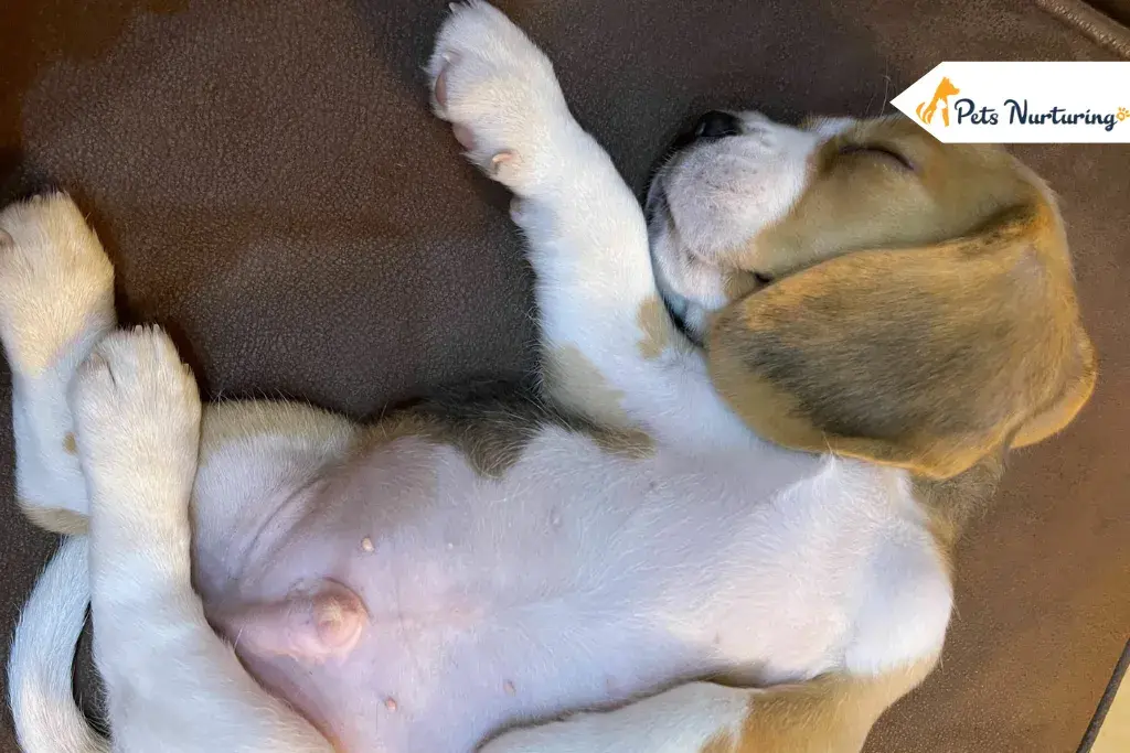 dog belly buttons
