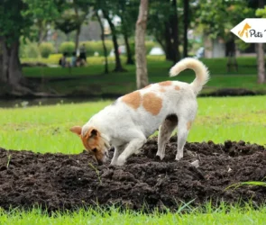 dog repellents
