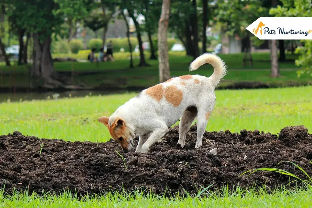 dog repellents