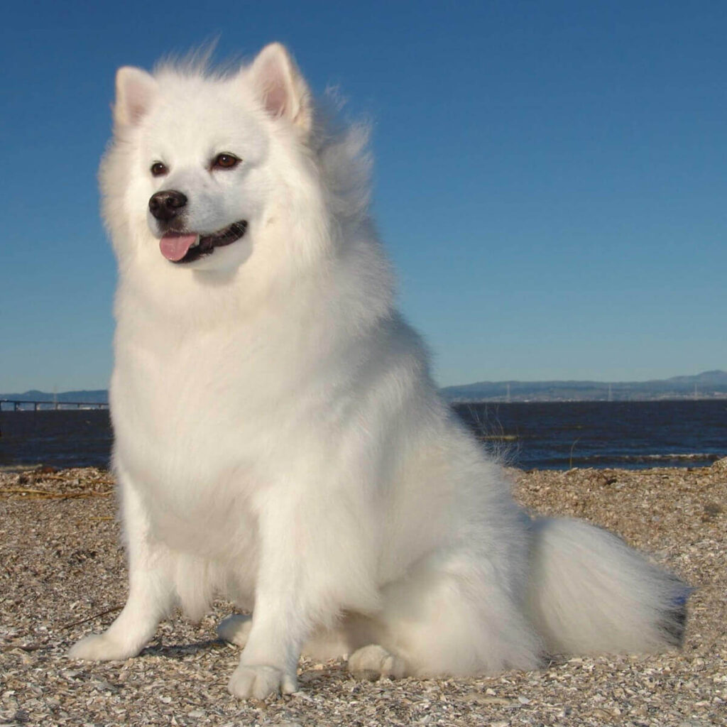 dogs that look like foxes: Eskimo