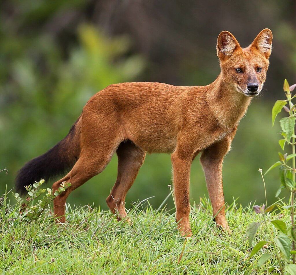 dogs that look like foxes: Dhole