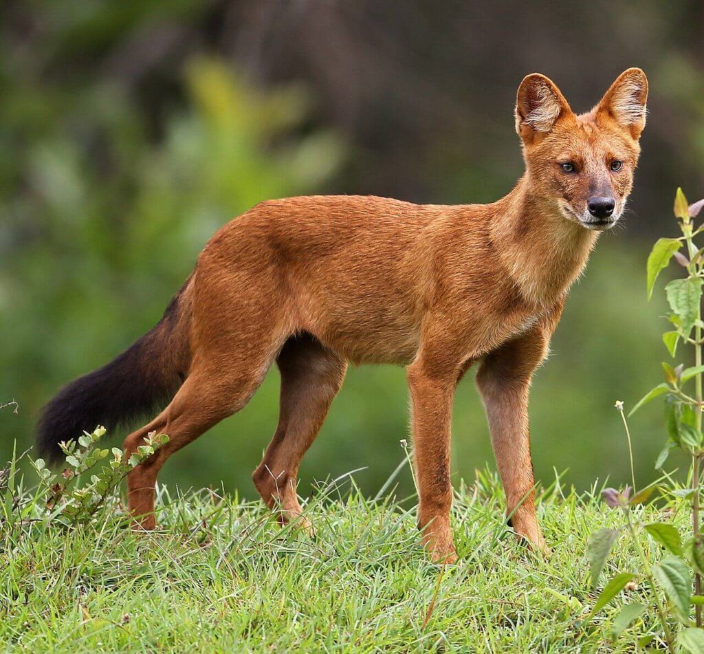 The Dogs That Look Like Foxes Definitely You'll Love to Meet