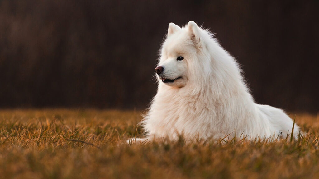 dogs that look like foxes: Samoyed