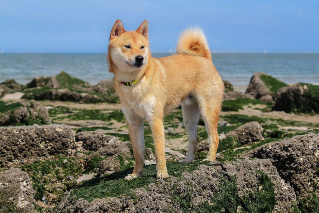 dogs that look like foxes: Shiba Inu