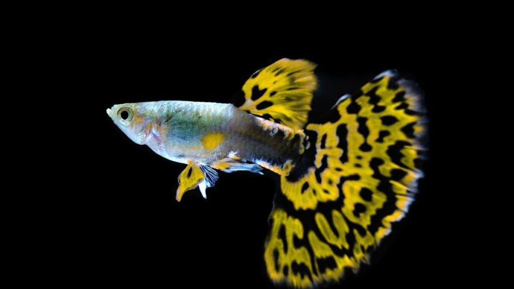 Tank Size for Guppies
