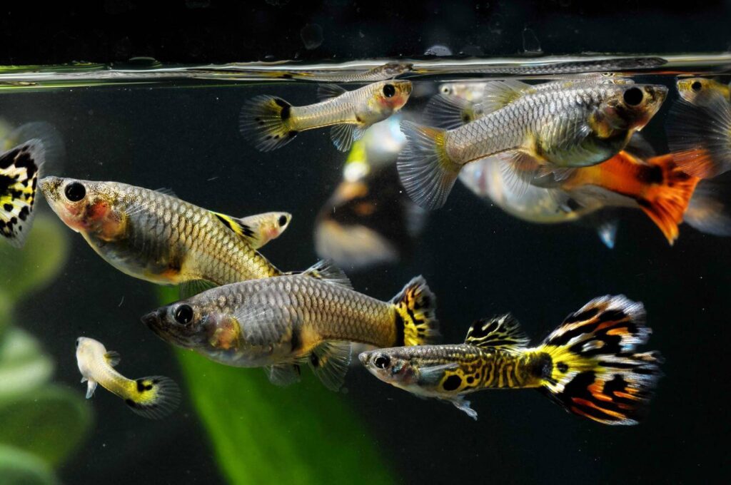 Guppies Behavior