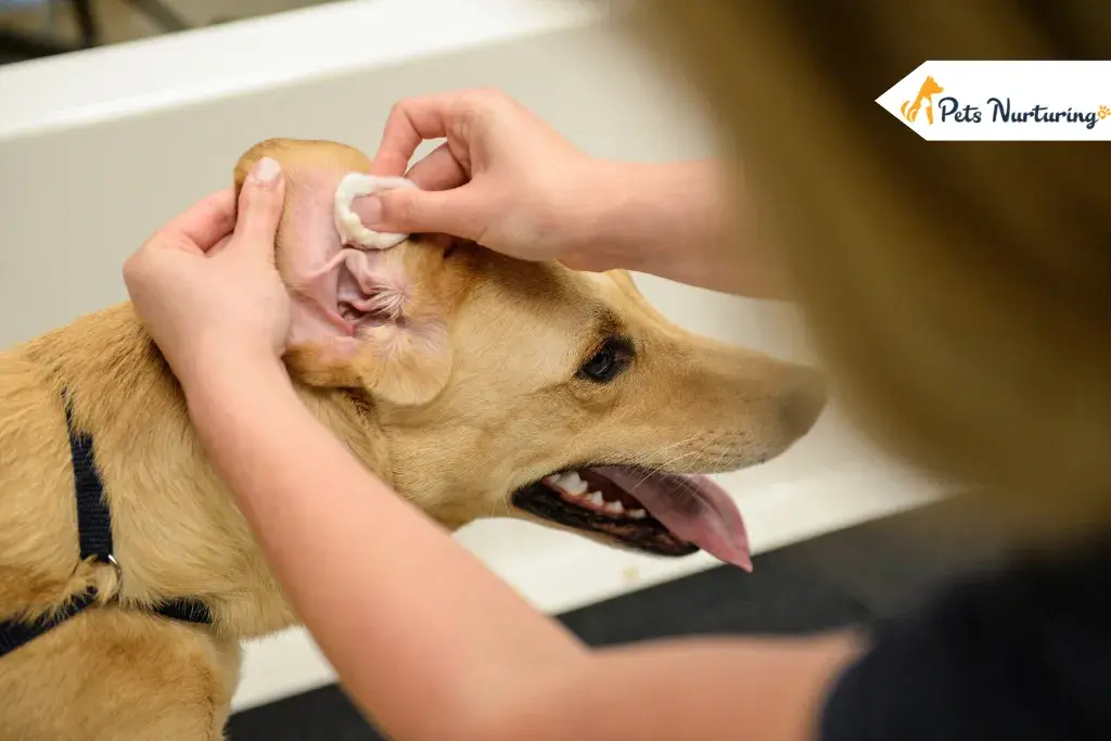 how to clean dog's ear