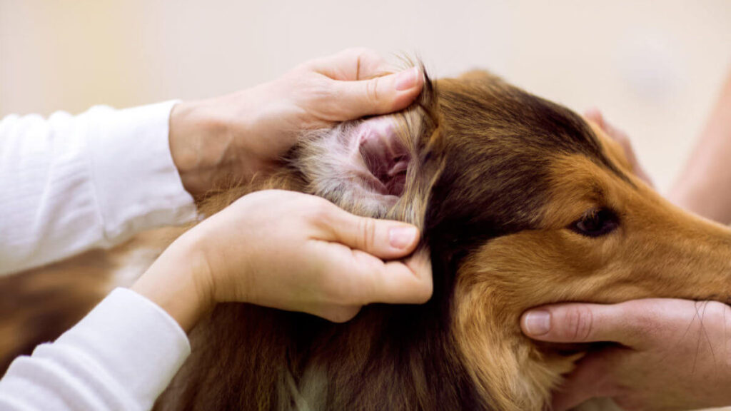 how to clean dog's ears