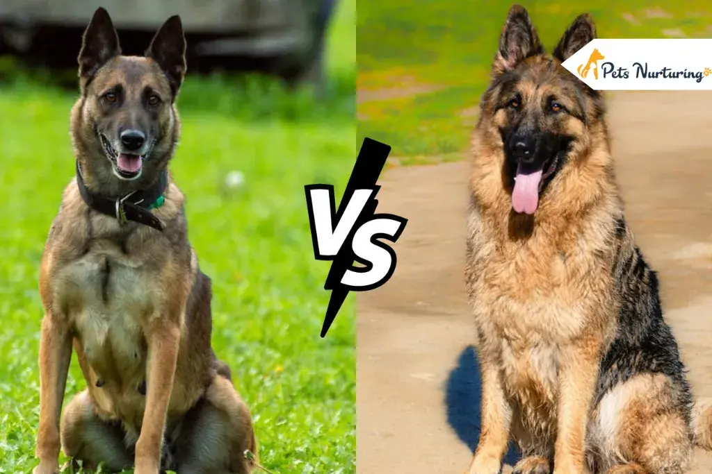 Belgian Malinois Vs German Shepherds