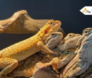 Bewildering Bearded Dragons