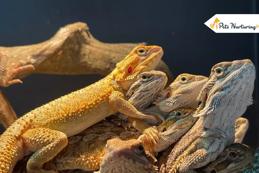 Bewildering Bearded Dragons