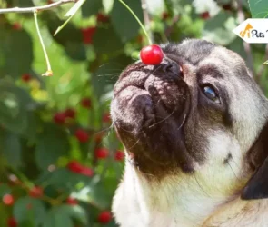 Can Dogs Eat Cherry
