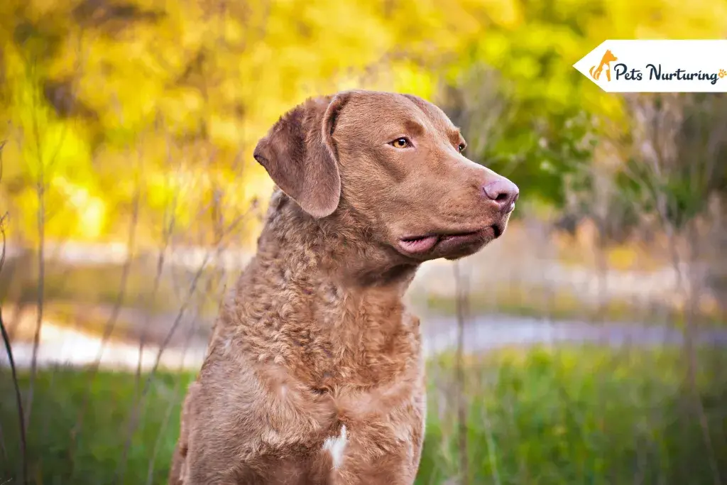 Chesapeake Bay Retrievers