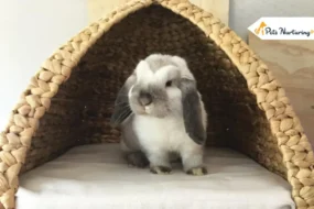 Mini Satin Rabbits