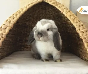 Mini Satin Rabbits