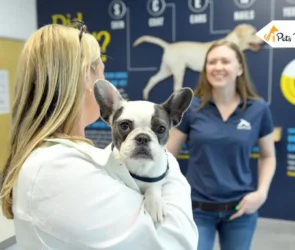 Pet Care Routines