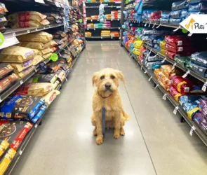 Type of Pet Products