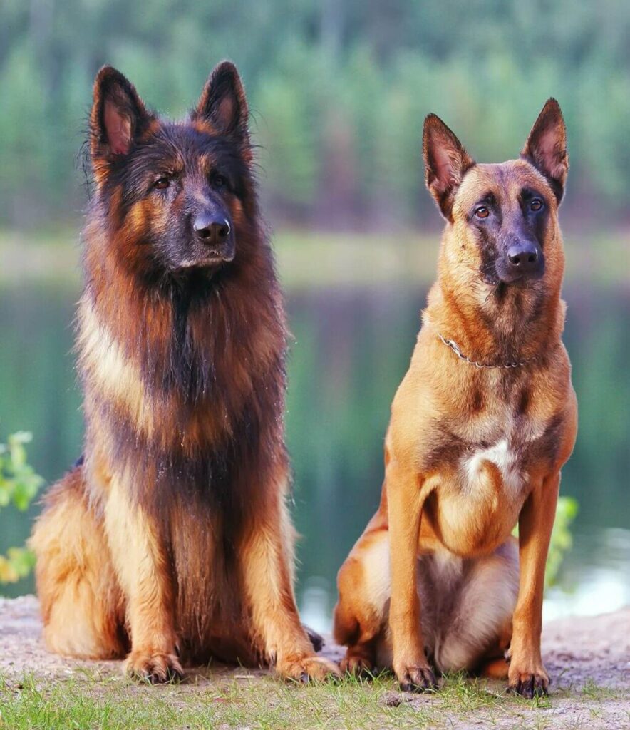 Belgian Malinois Vs German Shepherd Check the Differences